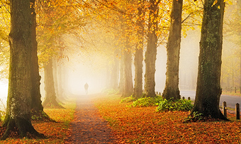 Autumn Dawn on the Lime tree avenue Autumn Dawn on the Lime tree avenue